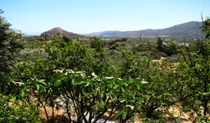 sunrise apartments sofa open